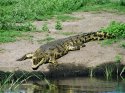 krokodyl.jpg [800 x 598]