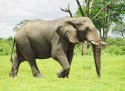 slon-africky.jpg [800 x 588]