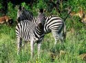 zebra-stepni.jpg [800 x 595]