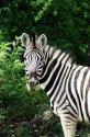 zebra.jpg [509 x 768]