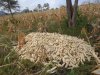https://www.centrumnarovinu.cz/sites/default/files/imagecache/node-gallery-display/rusinga-island-2014-07-18/heap-of-harvested-maize.JPG